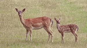 How to protect young fruit trees from deer. Protecting Fruit From Wildlife University Of Maryland Extension