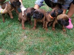 Image result for bavorský barvář