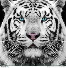 White Tiger Stock Photo 32012325 White Tiger Tattoo White Tiger Tiger Face