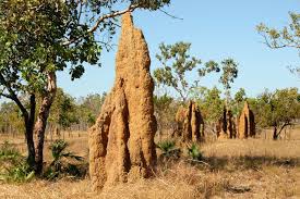 Read of some household remedies to get rid of pests. Phoenix Az Home Pest Control Services On How To Combat Termite Infestation The Daily Buzz