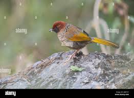 Image result for Erythrocephalum