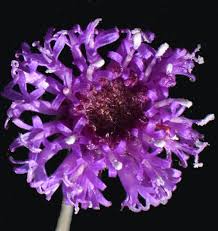 Image result for Erlangea