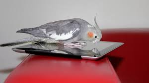 Cockatiels, Blood Feathers, Broken Blood Feathers,How To Pull A Broken  Blood Feather From A Bird, What Is A Blood Feather