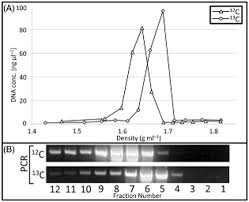 Identification Of Active Denitrifiers In Full Scale Nutrient Removal Wastewater Treatment Systems Mcilroy 2016 Environmental Microbiology Wiley Online Library