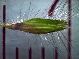 Image result for Dichanthium sericeum