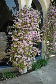 Image result for Bignonia callistegioides