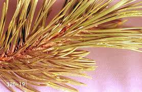 Maybe you would like to learn more about one of these? Douglas Fir Pseudotsuga Pine Needle Scale Pacific Northwest Pest Management Handbooks