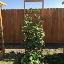 We did not find results for: Pruning Cucumber Plants On A Trellis Simple And Effective Methods Lessons Learned