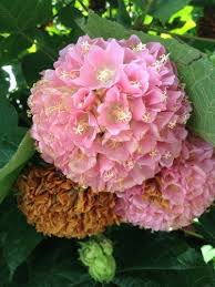 Image result for Dombeya