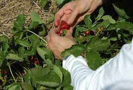 Maybe you would like to learn more about one of these? Strawberry Harvest Time How And When To Pick Strawberries
