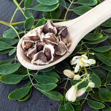 Image result for Moringa oleifera
