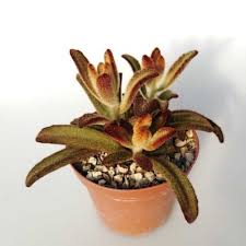 Maybe you would like to learn more about one of these? 39 Beautiful Kalanchoe Types Varieties You Should Grow