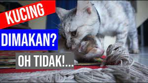 Anda juga bisa melarutkan dalam air biasa lalu susu dipanaskan. Induk Kucing Memakan Anaknya Sendiri Oh Tidak Tonton Dulu Youtube