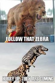 Some Things Just Don T Make Sense Lol Humor Funnypictures Funny Animal Photos Funny Animal Jokes Funny Animals