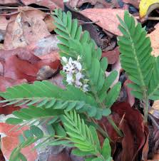 Image result for Cryptosepalum maraviense