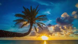 Sunset beach is on the north shore of oahu in hawaii and known for big wave surfing during the winter season. Palm Tree At The Sunset Beach In Hawaii Stock Video Pond5