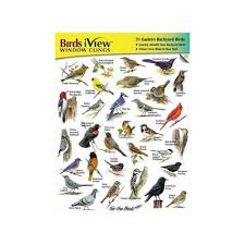 Learn to identify the birds in your yard with this backyard bird identification guide featuring the most common north american backyard birds. Backyard Birds Design Builders