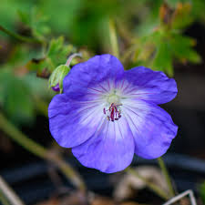 Image result for Geranium