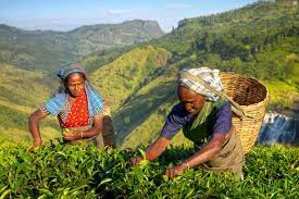 (42x59cm) (2013) photograph by tom hanslien. Where To Take A Sri Lanka Tea Plantation Tour Insight Guides