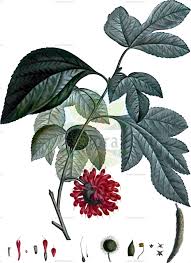 Image result for Streblus usambarensis