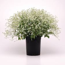 Image result for Euphorbia graminea