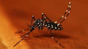 Mit 4/5 von reisenden bewertet. Tigermucke In Furth Sie Ist Besonders Aggressiv Furth Nordbayern