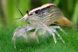 Bamboo Shrimp Freshwater Aquarium Shrimp Amano Shrimp Shrimp Tank