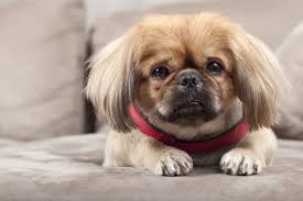 Pekingese Shih Tzu Mix Bakim Kilavuzu Simartilmis Saray Yavrusu Mukemmel Kopek Irklari Irklar