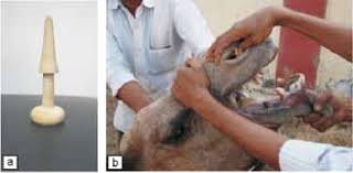 A camels foot it called a camels foot not a hooves prehistoric camels may have had hooves but present day camels do not so a camels foot is called a camels foot. A B A Wooden Nose Peg For Camel B Fitting Of Nose Peg Download Scientific Diagram