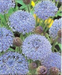 100 Blue Lace Flower Island Daisy Trachymene Coerulea Flower Etsy Semillas De Flores Plantacion De Arboles Arbustos De Jardin