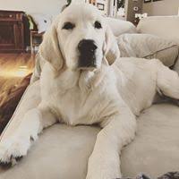 See more of golden retriever puppies on facebook. 10 English Cream Golden Retriever Puppies Ideas Golden Retriever Breeder English Golden Retrievers Golden Retriever