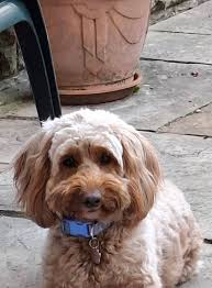 Happy 2nd Birthday to my gorgeous Tilly,you are so adorable and have bought  so much fun into my life xx