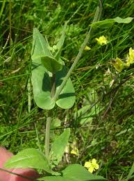 Image result for Brassica rapa