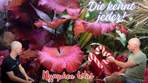 Image result for Floscopa africana