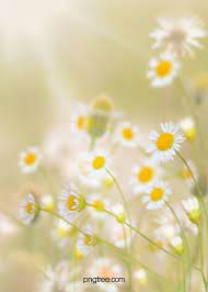 Spring Fantasy Creative Daisy Background In 2021 Daisy Background Flower Backgrounds Background