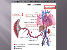 Waste products from the fetal blood are transferred back across the placenta to the mother's blood. Fetal Circulation By Brian S Fox Run Equine Center Facebook