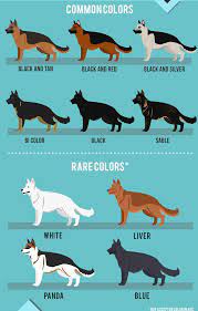 Types Of German Shepherd All Breed Variations German Shepherds Black German Shepherd Puppies Baby German Shepherds Types Of German Shepherd