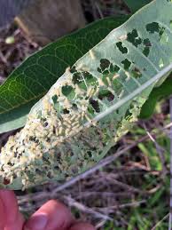 We did not find results for: Milkweed Tussock Moth Larvae Project Noah