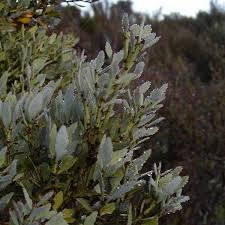 Image result for Phyllocladus