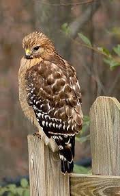 Bird With Orange Belly And Black Wings Epingle Sur 04 Beautiful Predatory Birds