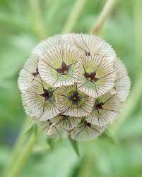 Image result for Nesaea ramosissima