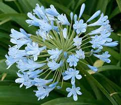 Agapanthus Agapanthe Fleurs Bouquet