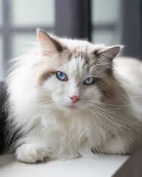 Image result for adorable cat