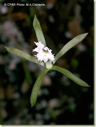 Image result for Nervilia crociformis