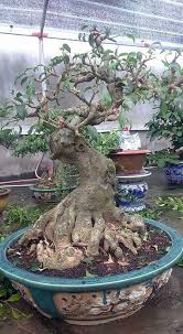 Stylish Asian Garden Grandville Exclusive On Home Decor Gallery Bonsai Ficus Bonsai Tree Types Asian Garden