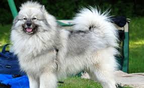Epingle Sur Chiens