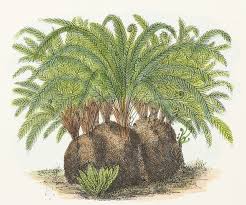 Image result for Todea