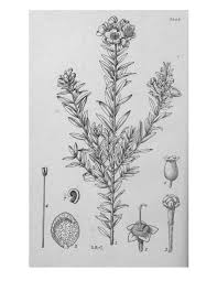 Image result for Melinis macrochaeta