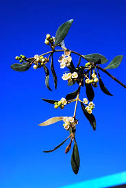 Image result for Euclea undulata