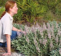 Image result for Aeschynomene baumii